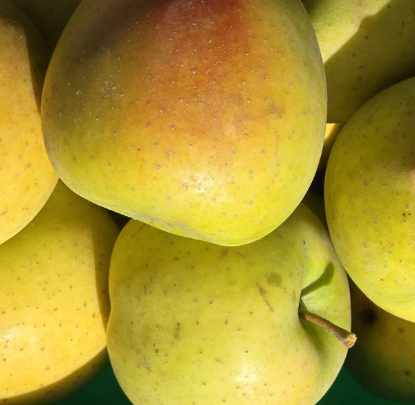 FHF Apples - Gold Rush