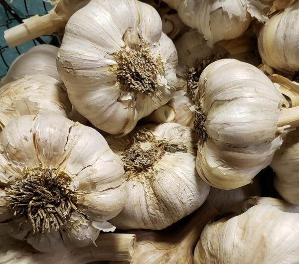 FHF Garlic, Easy Peel