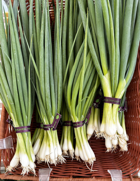 HHHa Scallions, bunch