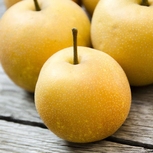 IFH Asian Pears, Shinko