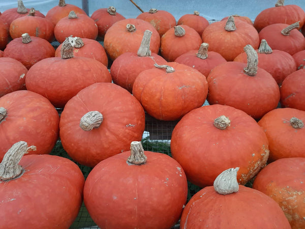 IFH Kabocha Winter Squash, each