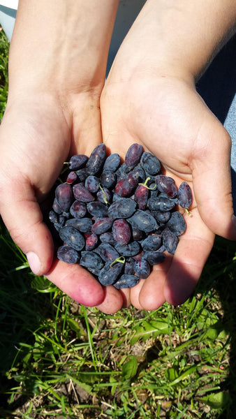 RHG - Rolling Hills Honeyberries, Frozen, SALE!