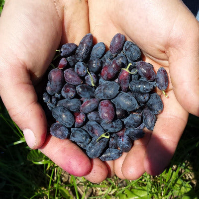 BFF - Blue Fruit Farm Honeyberries, Frozen, 2lb or 5lb, SALE!