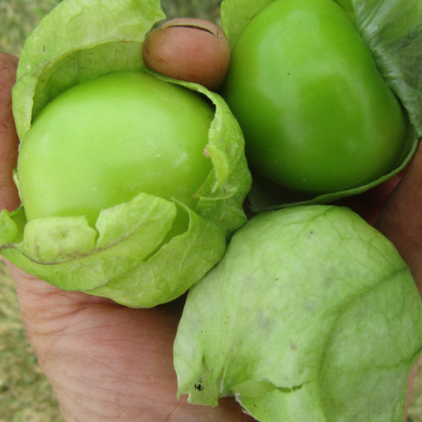 IFH Tomatillos, 1# bag