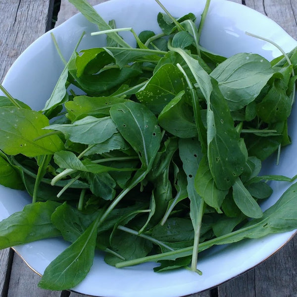 HHHa Arugula, 5 oz