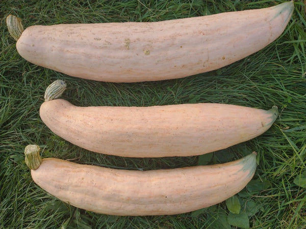 CCP Squash, Georgia Candy Roaster