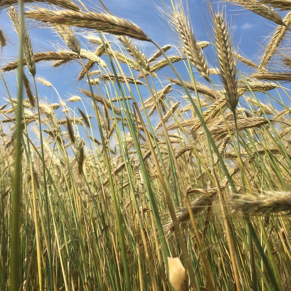MLO Meadowlark Organics - Grain Shares