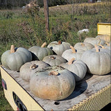 HHHa Squash, Khersonskaya