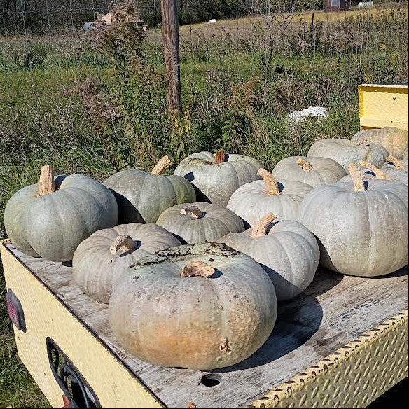 HHHa Squash, Khersonskaya