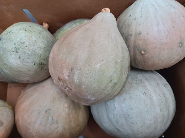 IFH Winter Squash, Blue Hubbard