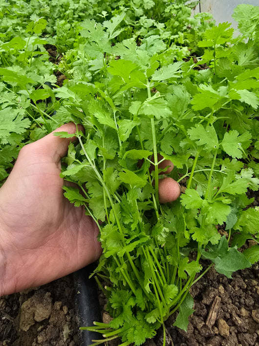 IFH Cilantro, 1 bunch