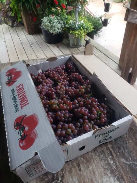 IFH Creekside Grapes, Seedless, 1lb