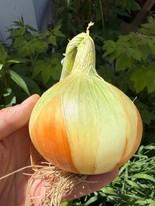 OBF - Onions, Sweet Yellow, each