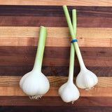 OBF Garlic, Fresh