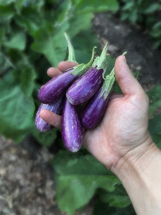 IFH Eggplant Fairy Tale