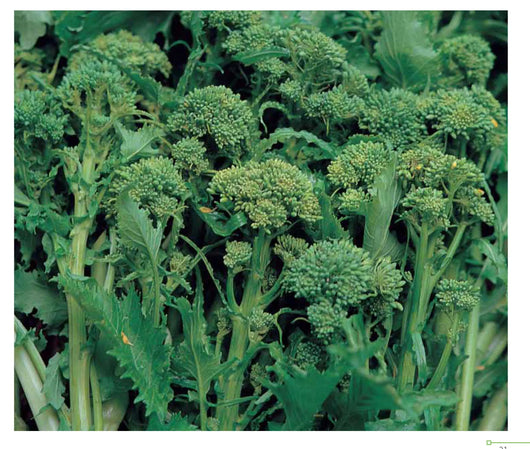PGF Broccoli Raab