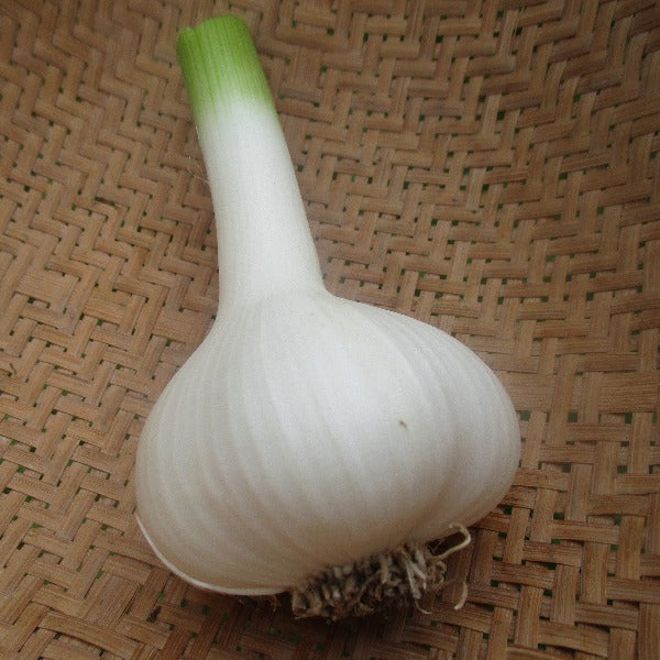 CCP Cured Garlic, 1 bulb