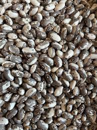 MLO Meadowlark Organics, Dapple Grey Beans, 1lb