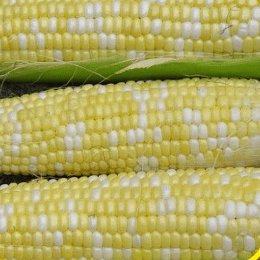 IFH Sweet Corn, 1/2 dozen or 1 dozen