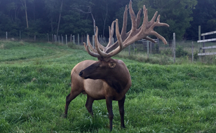 RCR Elk Organ Meats