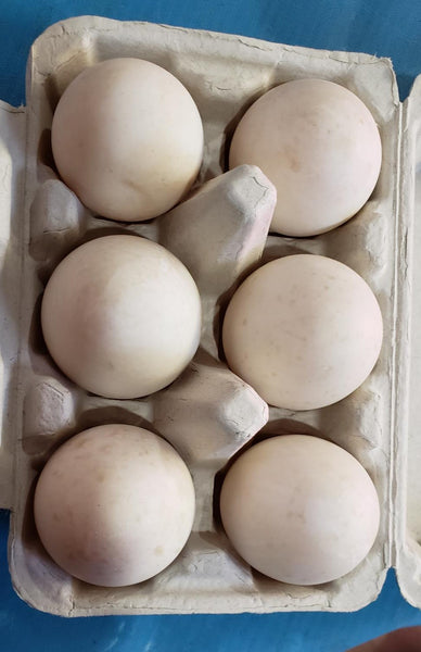 FHF Duck Eggs, XL, Half-dozen