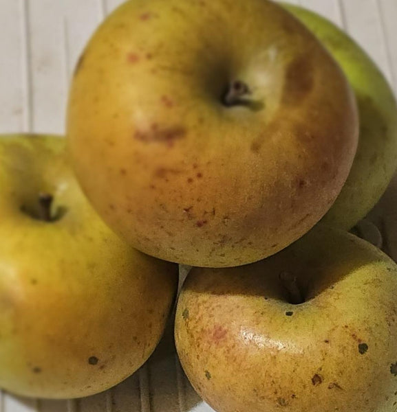 FHF Apples - Roxbury Russet
