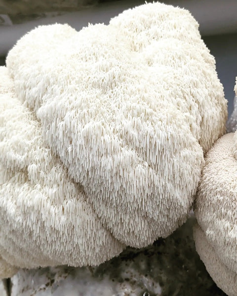 FHK Mushrooms, Lion's Mane, 1/2 lb