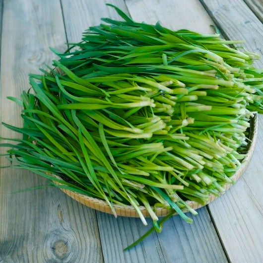 PHF Garlic Chives