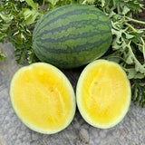 IFH Watermelon, seedless, Yellow or Red