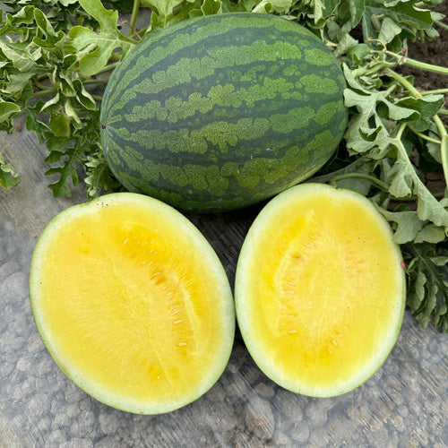 IFH Watermelon, seedless, Yellow or Red