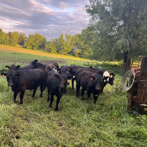 OOA Beef Bone Broth, 20oz.