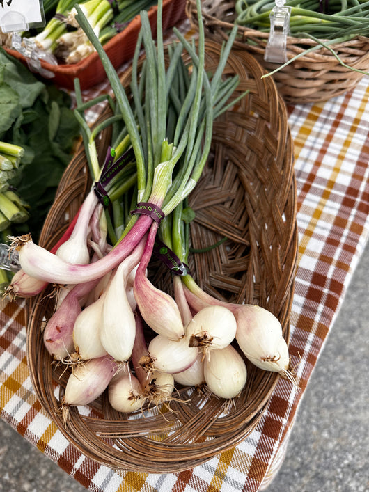 HHHa Shallots, bunch