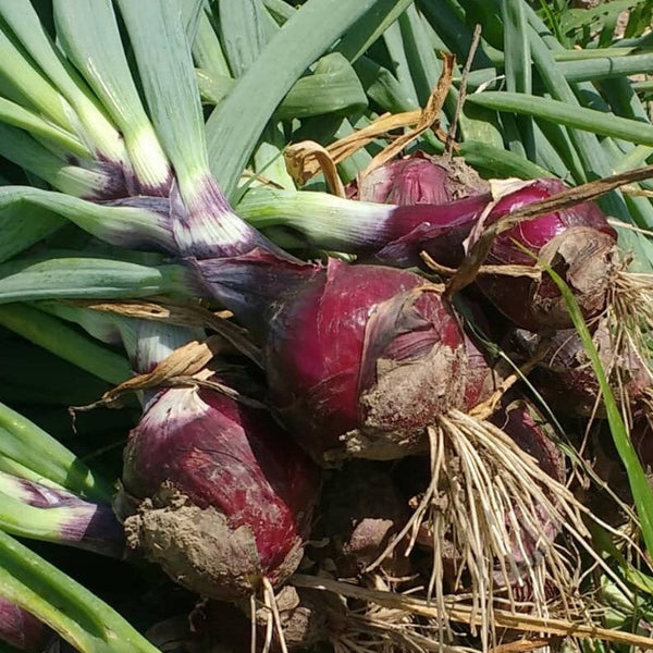 HHHa Onion, Red & Yellow, 4lb bag