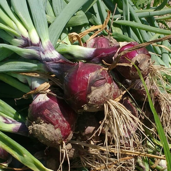 HHHa Onion, Red/Yellow, each