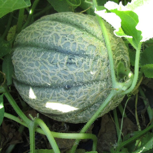 IFH OG Cantaloupe, each