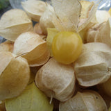 IFH Ground Cherry (Husk Tomato)