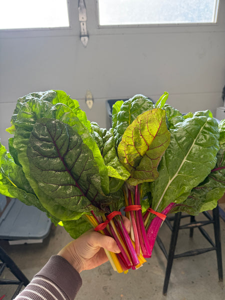 OBF Rainbow Chard, 1 bunch