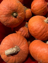 CCP Squash, Sunshine Kabocha