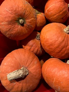 CCP Squash, Sunshine Kabocha