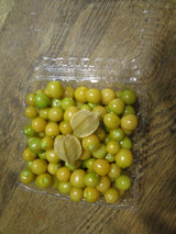 IFH Ground Cherry (Husk Tomato)