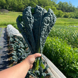 OBF Dino Kale, 1 bunch
