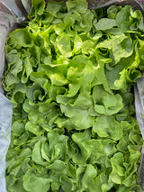 HHHa Head of Lettuce, various