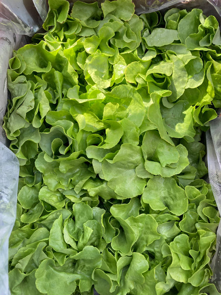 HHHa Head of Lettuce, various