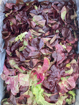 HHHa Head of Lettuce, various