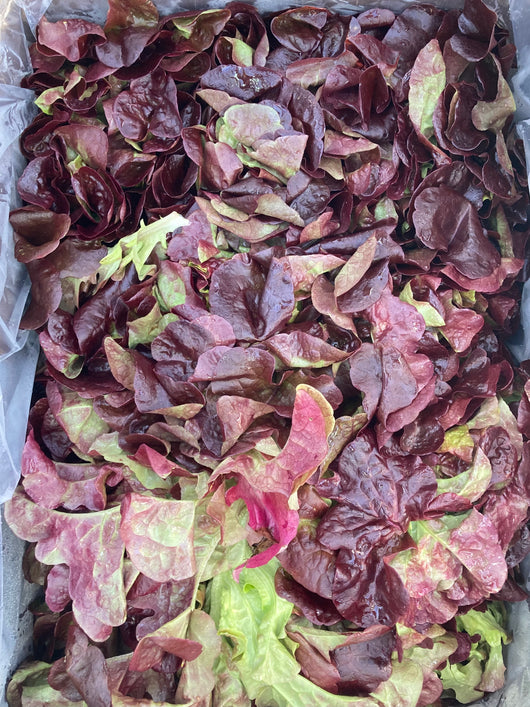 HHHa Head of Lettuce, various