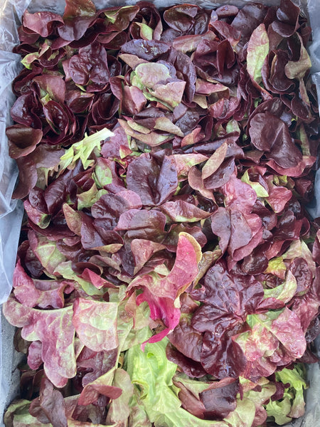 HHHa Head of Lettuce, various