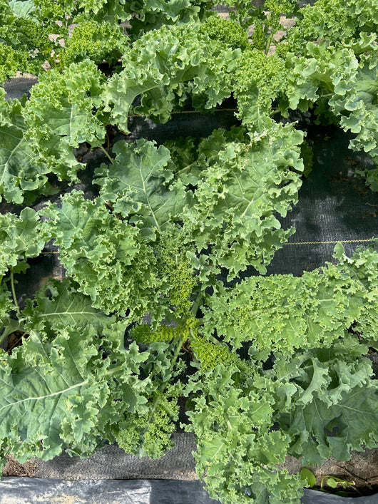 PGF Kale, Curly, bunch