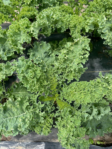 PGF Kale, Curly, bunch
