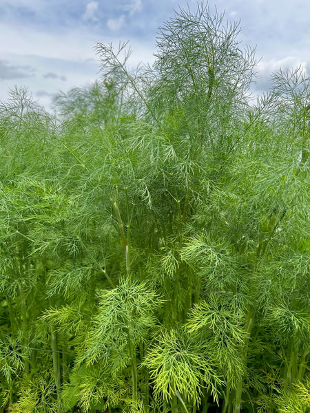 PGF Herbs, Dill Weed bunch