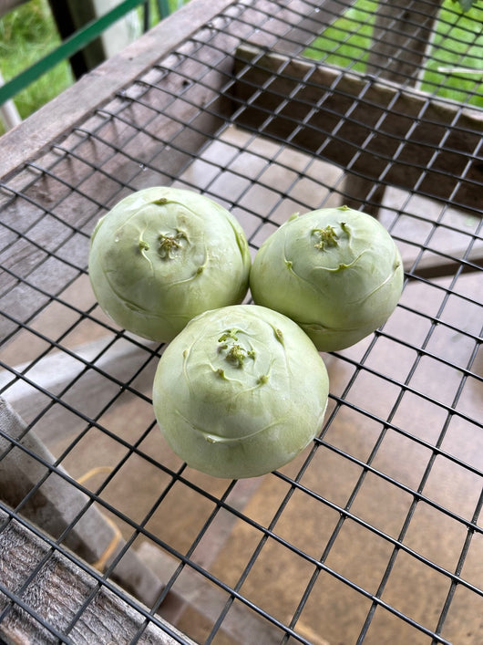 PGF Kohlrabi bags (3 per bag)